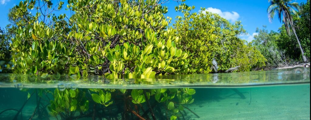 #CareOfSeas #PlantTrees Populations People