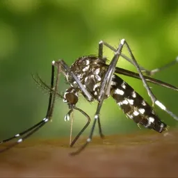 Zancudo mosquito Nuevo León Compartir antes de sufrir DENGUE